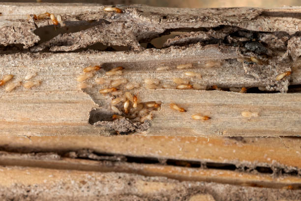 Best Pest Prevention Services  in Redwater, TX